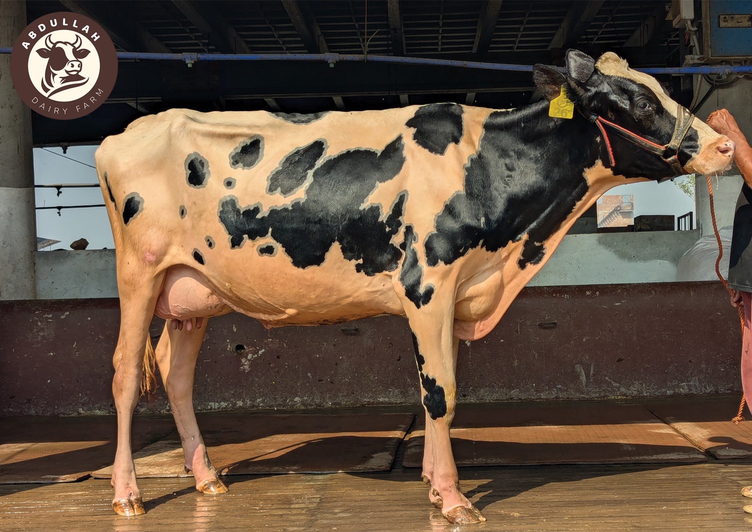 Cow at Abdullah Dairy Farm