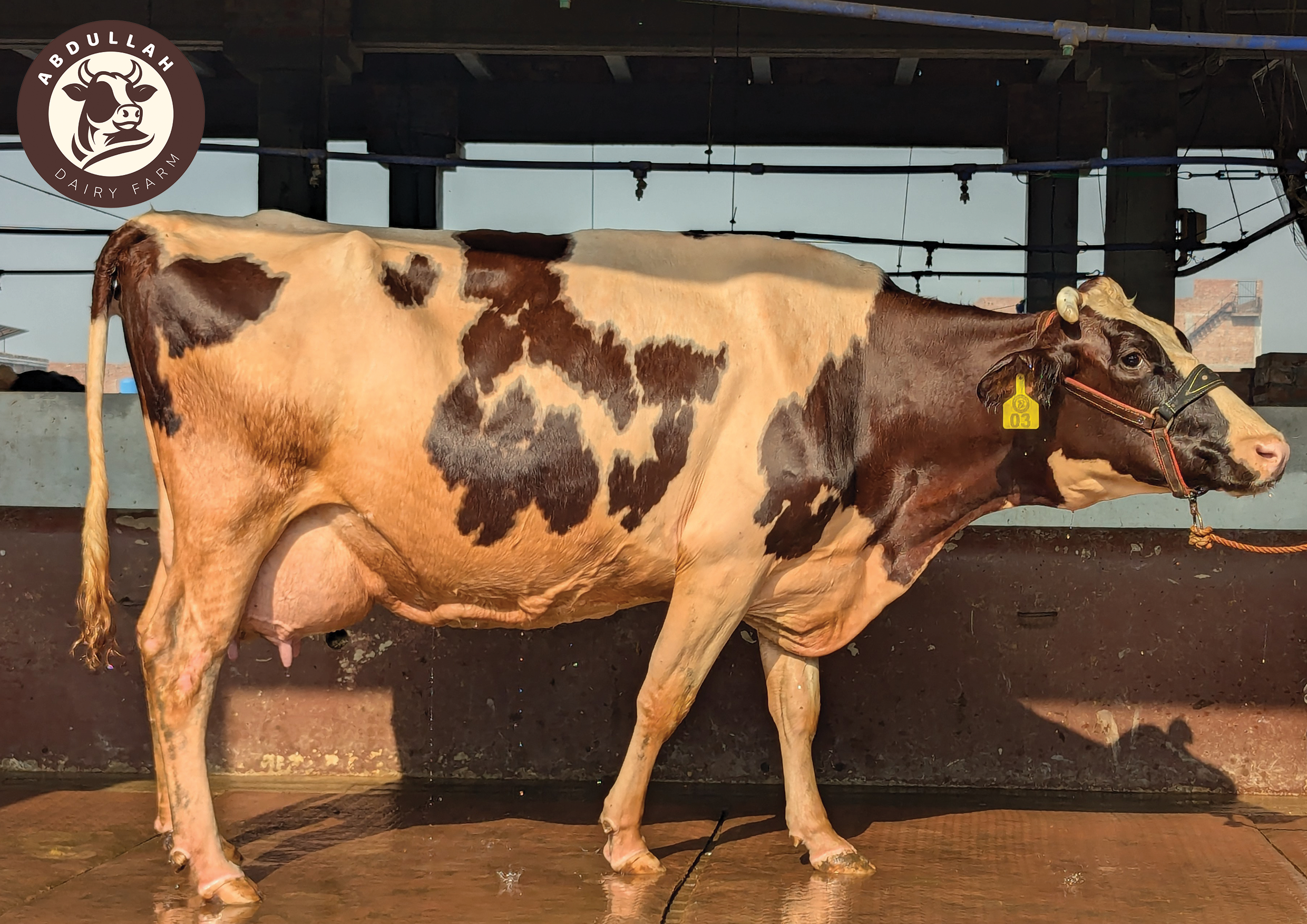 A healthy cow at Abdullah Dairy Farm