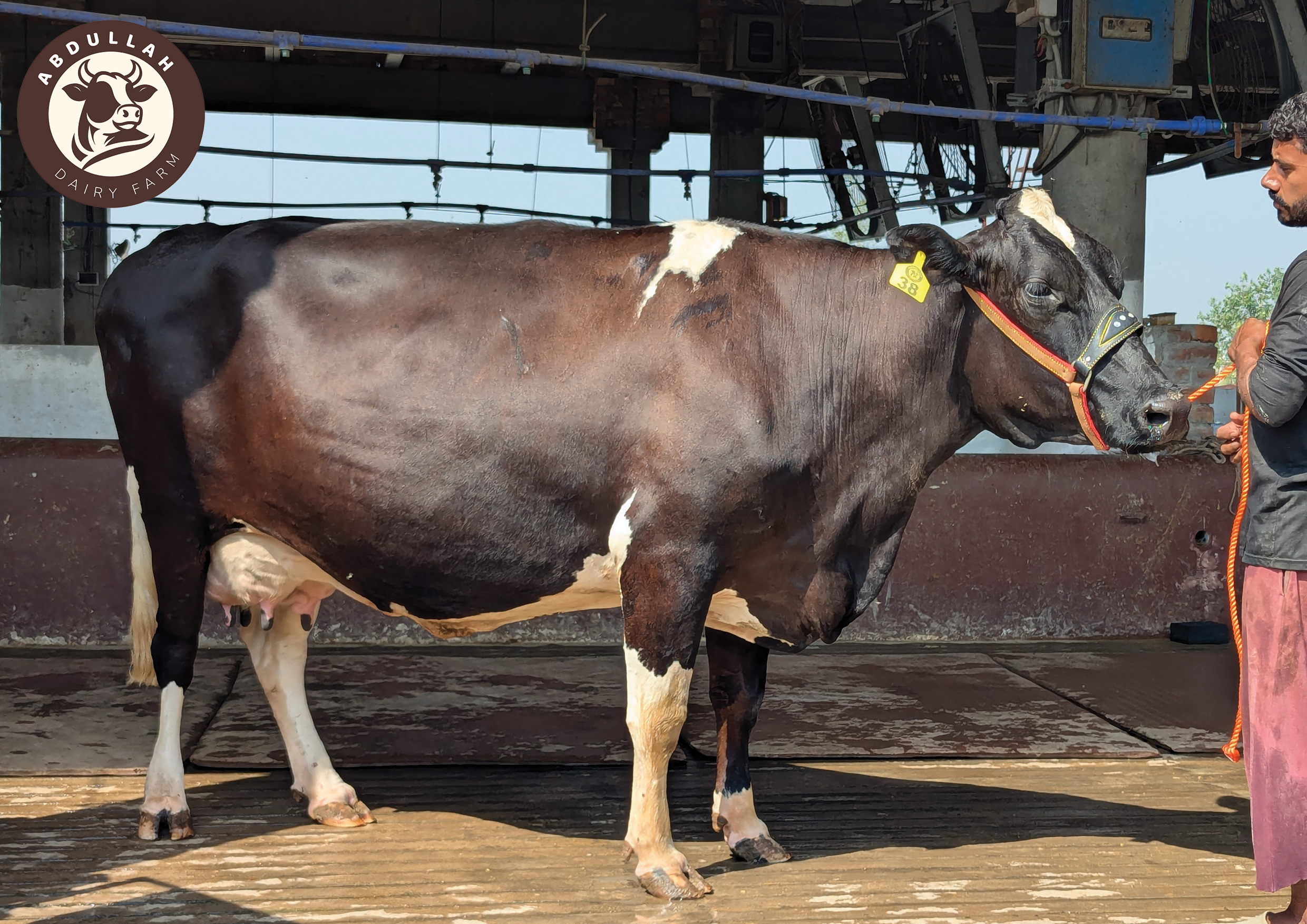 Cow at Abdullah Dairy Farm
