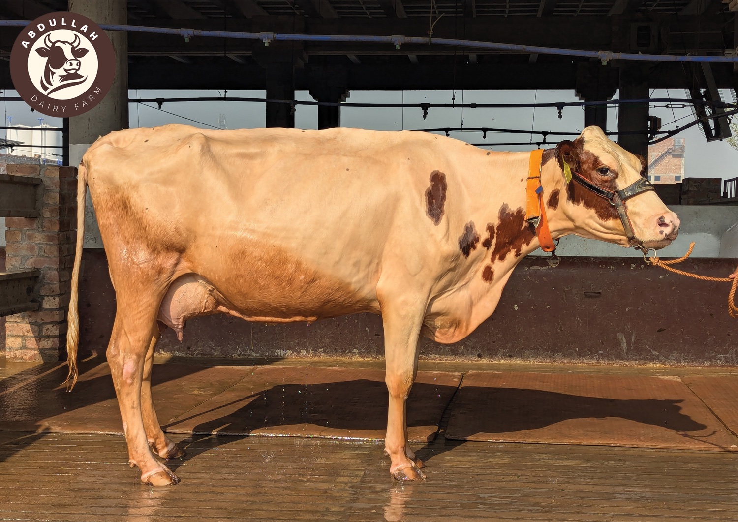 Cow at Abdullah Dairy Farm
